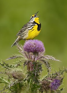 a small yellow and black bird sitting on top of a purple thistle plant with green background