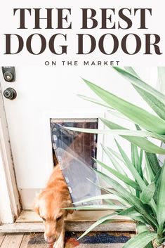 the best dog door on the market is in front of a house with a plant