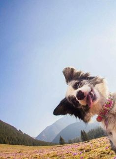 a dog standing on top of a grass covered field with mountains in the back ground