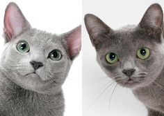 two cats with green eyes and one grey cat looking up at the camera, both staring in different directions