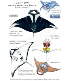 an image of different types of stingfish