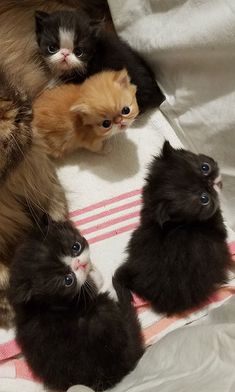 four kittens are huddled together on a blanket