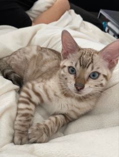 a cat that is laying down on a blanket