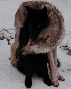 two wolfs are sitting in the snow together