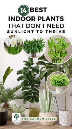 This pin shows indoor plants thriving inside home. The pin title is "Discover the 14 Best Indoor Plants That Don't Need Sunlight to Thrive". Visit www.TheGardenStyle.com to learn more. Prettiest Indoor Plants, Shadow Plants Indoor, Plants That Don't Need Sunlight, Indoor Plants That Don’t Need Sunlight, Plants That Dont Need Sunlight Indoor, House Plants That Don’t Need Much Light, Plants That Like Shade