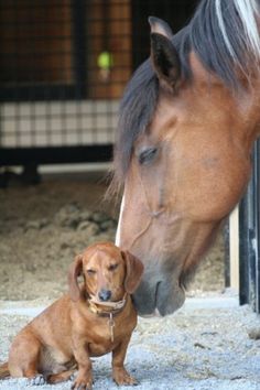 a brown dog sitting next to a horse