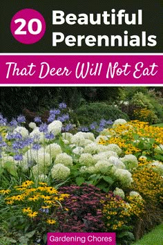 flowers and plants with the title 20 beautiful perennials that deer will not eat