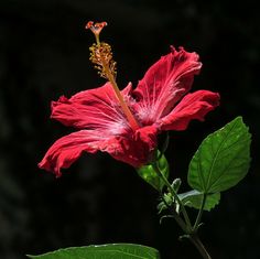 a red flower with green leaves in the foreground and dark back ground behind it