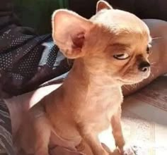 a small brown dog sitting on top of a person's lap