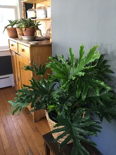 a potted plant sitting on top of a wooden table