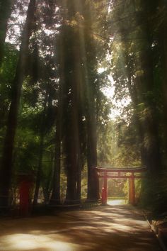 the sun shines through the trees in front of an entrance to a forest with a red gate