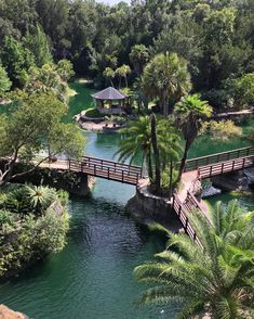 a wooden bridge over a river surrounded by palm trees