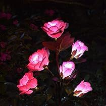 pink roses are lit up in the dark