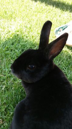 a small black rabbit sitting in the grass