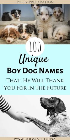 puppies are being petted by their owner with the words, unique boy dog names that he will thank you for in the future