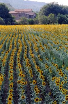 a large field with lots of sunflowers in the foreground and a house in the background