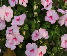 pink flowers with green leaves in the foreground