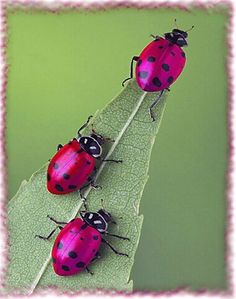 three ladybugs sitting on top of a green leaf with pink border around them