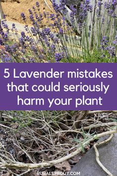 When To Trim Lavender Plants, English Lavender Plant Care, Lavender Plants Outdoors, Lavender Planting Ideas Gardens, Lavender And Rosemary Landscaping, Lavender Plant Border, Lavender In Planter Boxes, Lavender Lined Path, Lavender Raised Garden Bed