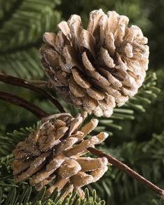 two pine cones sitting on top of a tree branch