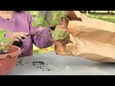 a woman is working with plants in a pot