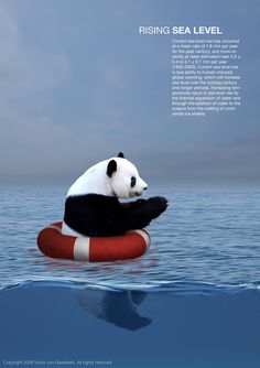 a panda bear floating on top of a life preserver in the ocean with caption reading rising sea level