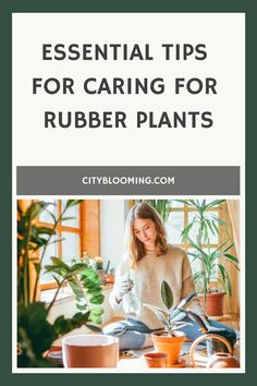 Person tending to rubber plants indoors with sunlight streaming through windows. Plants In Pots