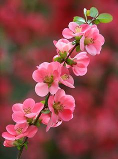 pink flowers are blooming on a branch in front of some red leaves and green stems