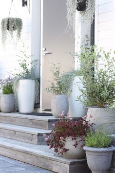 several potted plants are sitting on the steps