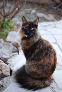 a cat sitting on top of a stone walkway