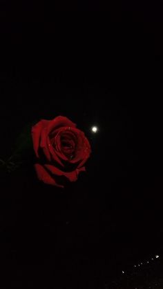 a single red rose sitting in the dark