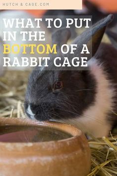 a rabbit eating out of a bowl with the caption what to put in the bottom of a rabbit cage