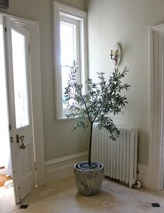 a potted plant sitting in the corner of a room with two windows and a radiator