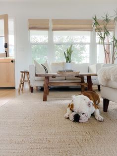 a brown and white dog laying on top of a rug in a living room next to a couch