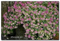 pink and white flowers growing on the side of a tree