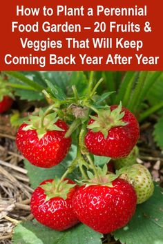 strawberries growing on the ground with text overlay how to plant a perennial food garden - 20 fruits & veggies that will keep coming back year after year