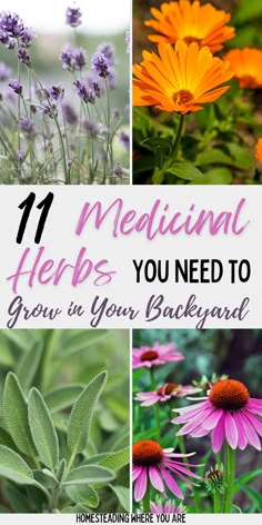 flowers and herbs with the words 11 medical herbs you need to grow in your backyard