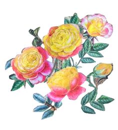 watercolor painting of yellow and pink roses