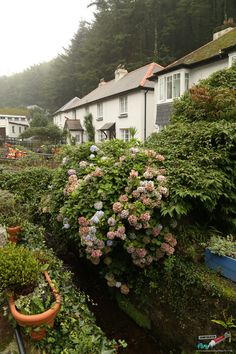 the garden is full of flowers and plants