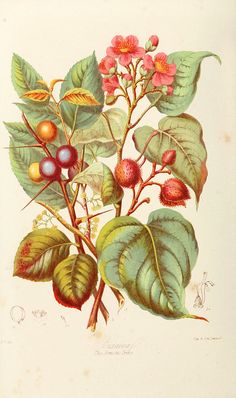 an antique print of flowers and leaves