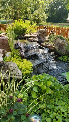 a small pond surrounded by plants and rocks