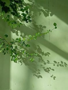 the shadow of a tree branch against a white wall with green leaves on it's side