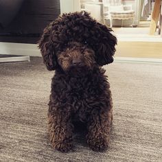 a small brown dog sitting on top of a carpet