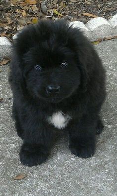 a small black dog sitting on top of a cement floor next to leaves and rocks