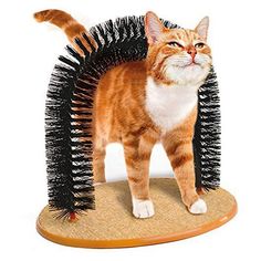 an orange and white cat standing on top of a brush