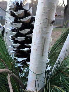 two white trees with pine cones on them