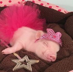 a baby pig wearing a pink tiara and sleeping in a basket with star decorations