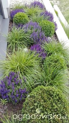 some very pretty plants by the side of a house