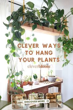 Clever Ways To Hang Your Plants - Clever Bloom Plant Stand For Hanging Plants, Plants In Home Decor Living Rooms, Floating Shelf Plant Decor, Plants In Closet, Unique Plant Shelves, Kitchen Plant Decor Ideas, Indoor Plant Stand Ideas Diy Wood, Hanging Corner Plants, Indoor Plant Stand Ideas Window