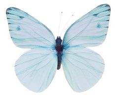 a blue butterfly with white wings on it's back